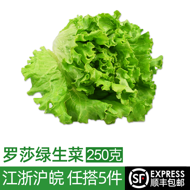 新鲜罗莎绿250g 绿叶生菜花边散叶生菜 西餐蔬菜沙拉食材配菜