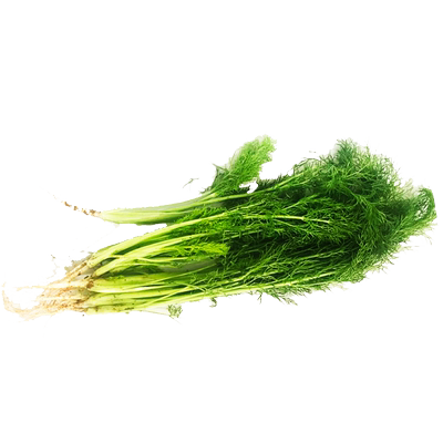 新鲜茴香叶500g茴香苗馅料茴香菜