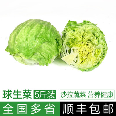 新鲜球生菜5斤上海发货顺丰包邮