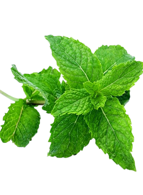 新鲜薄荷叶烘焙泡酒茶饮材料