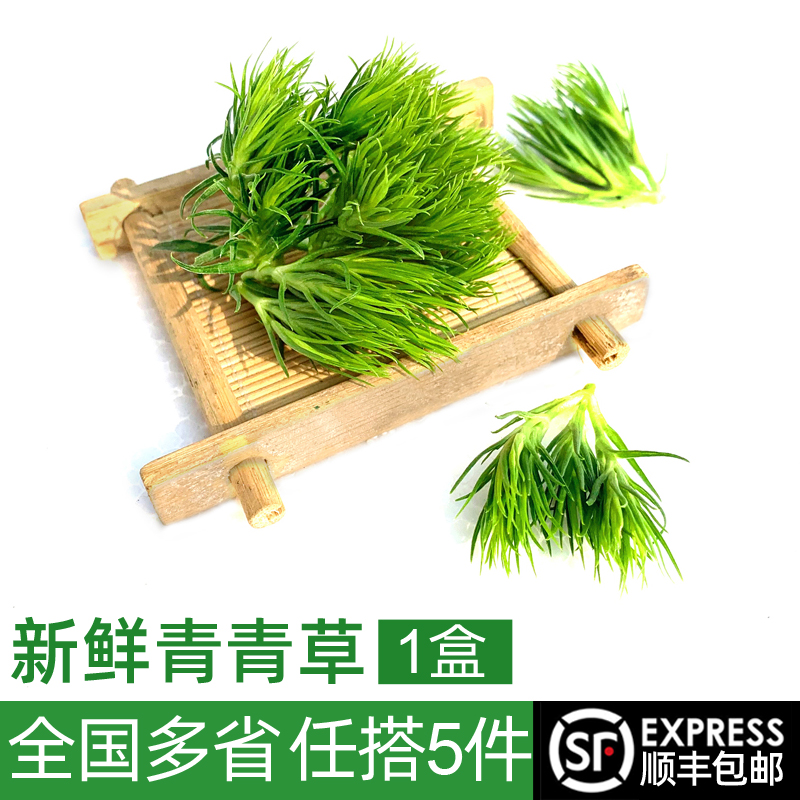 新鲜青青草1盒 酒店西餐日料冷艺烘焙花草摆盘装饰材料 5件包邮