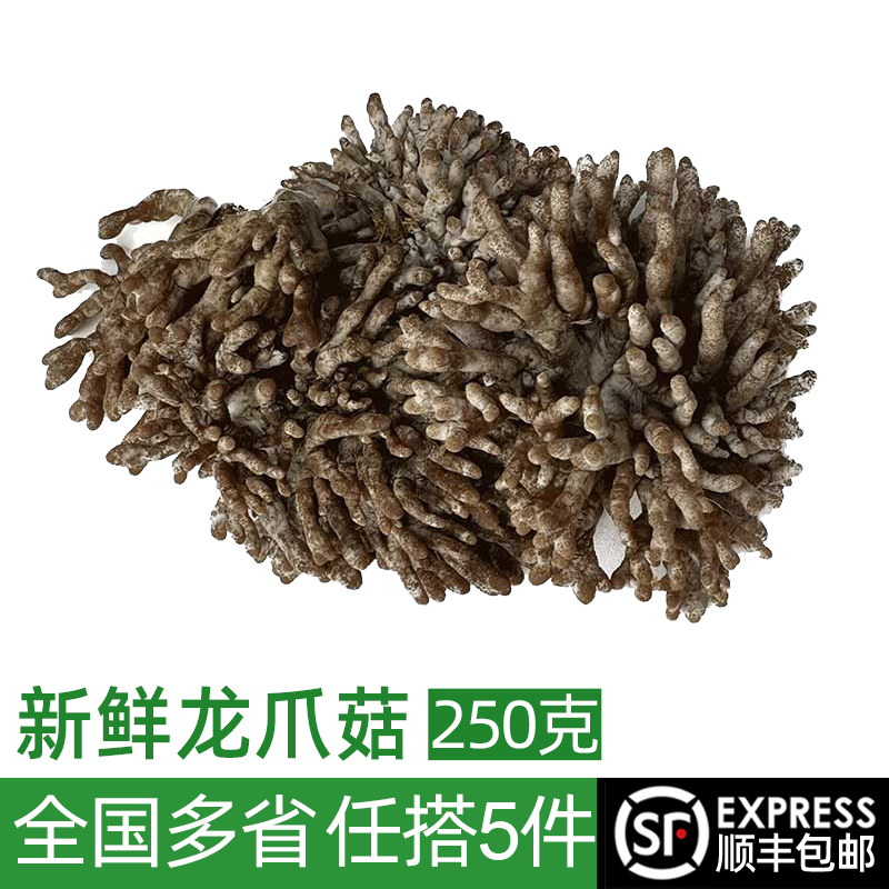 绿食者新鲜龙爪菇新鲜嫩滑