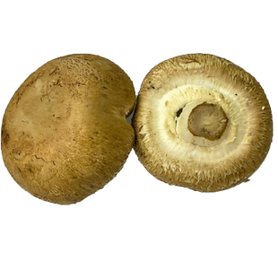 新鲜牛排菇约500g 新鲜菌菇 波多黎各菌 5件包邮