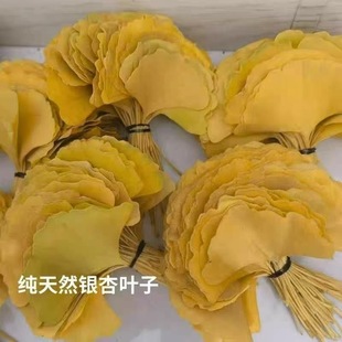 银杏叶装饰标本新鲜树叶抖音手工花束书签真银杏叶书签秋天的叶子