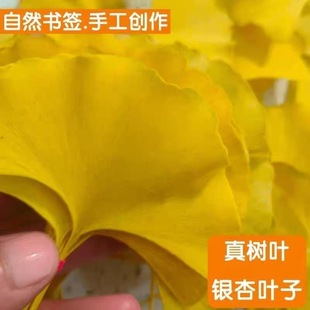 新鲜采摘真树叶,抖音DIY高品质真银杏叶网红同款标本手工花束书签