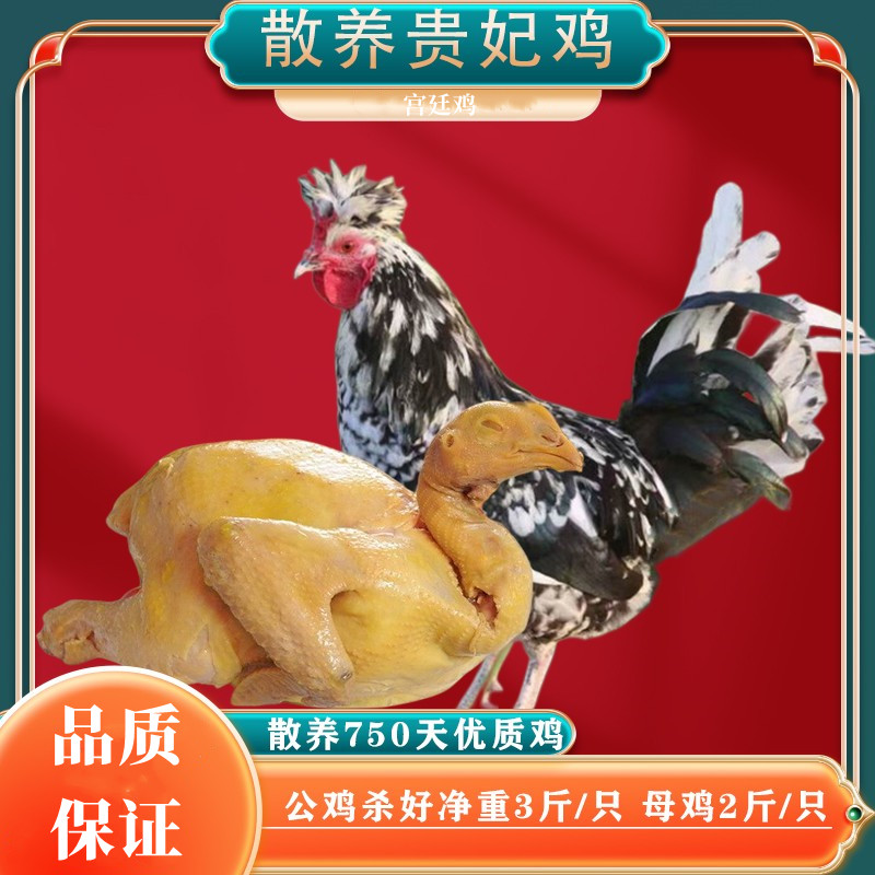 贵妃活体宫廷鸡顺丰包邮月子鸡