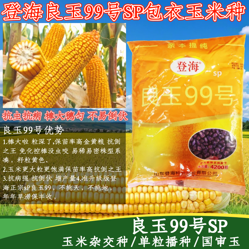 登海良玉99號SP高產玉米種子