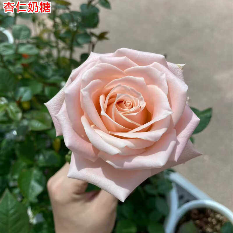 杏仁奶糖月季灌木大花多季开花图片