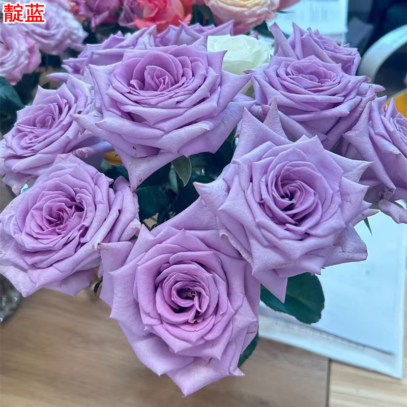新品靛蓝月季灌木大花直立蓝紫色庭院阳台盆栽多季开花切花玫瑰