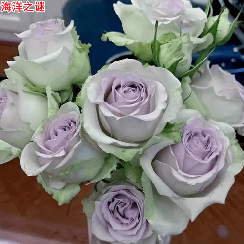 新品切花海洋之谜月季蓝色庭院阳台盆栽多季开花玫瑰花苗