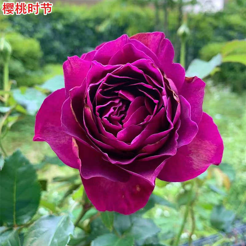 新品樱桃时节月季灌木大花浓香庭院阳台盆栽多季开花玫瑰花苗,鲜花速递/花卉仿真/绿植园艺,月季/蔷薇/玫瑰,淘宝优惠券,粉丝福利购,淘宝优惠卷