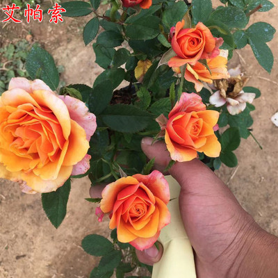 欧月大花微型月季 永远的艾帕索月季苗 庭院阳台盆栽月季花苗