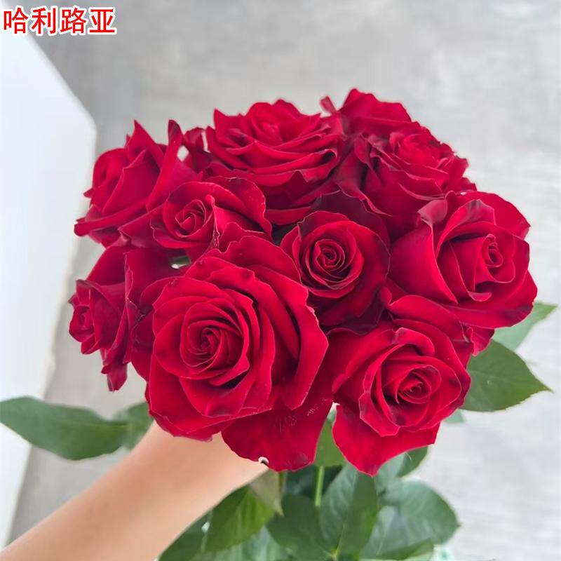 新品哈利路亚月季红色大花浓香庭院阳台盆栽多季开花切花玫瑰