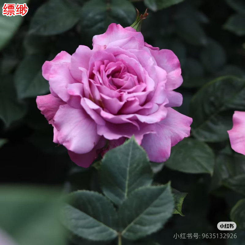 新品缥缈月季灌木大花浓香紫粉色直立庭院阳台盆栽多季开花,鲜花速递/花卉仿真/绿植园艺,月季/蔷薇/玫瑰,淘宝优惠券,粉丝福利购,淘宝优惠卷