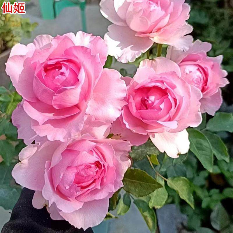 超新品仙姬月季灌木粉色大花浓香耐热庭院阳台盆栽多季开花,鲜花速递/花卉仿真/绿植园艺,月季/蔷薇/玫瑰,淘宝优惠券,粉丝福利购,淘宝优惠卷