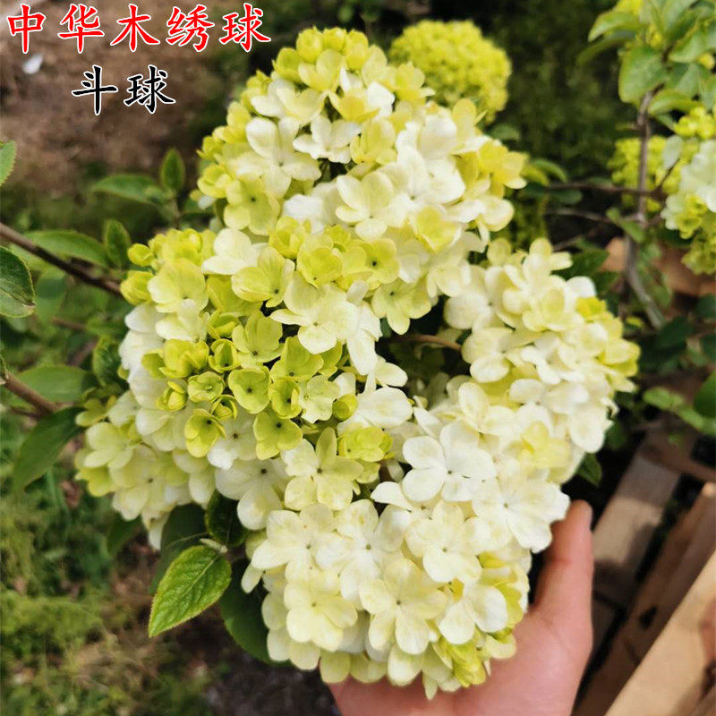 中华木绣球树苗斗球花树苗南北方种植白麻球室外庭院地栽