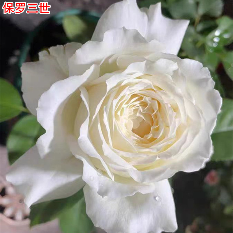 新品保罗三世月季灌木大花浓香保罗二世芽变庭院阳台盆栽多季开花,鲜花速递/花卉仿真/绿植园艺,月季/蔷薇/玫瑰,淘宝优惠券,粉丝福利购,淘宝优惠卷