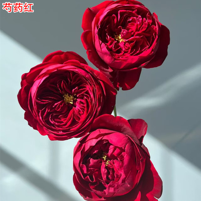 新品芍药红月季红色灌木大花庭院阳台盆栽多季开花切花玫瑰