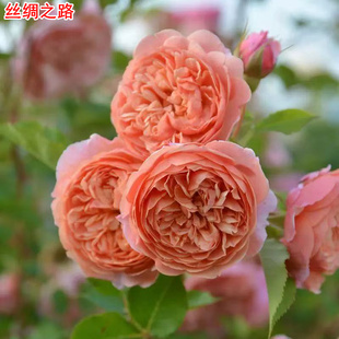 新品丝绸之路月季木村卓功灌木大花浓香庭院阳台盆栽多季开花