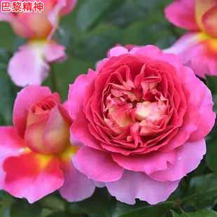 超新品巴黎精神月季庭院阳台种植花卉绿植大花浓香多季开花