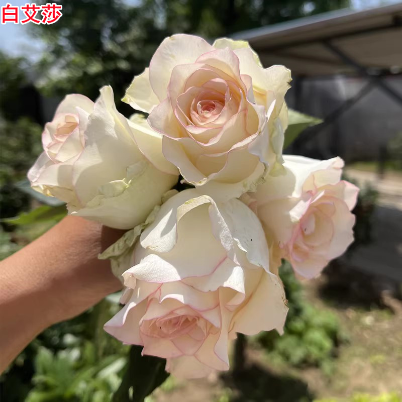 白艾莎 /艾莎月季灌木大花直立庭院阳台盆栽多季开花切花玫瑰