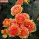 铜管乐队月季 大花浓香庭院阳台盆栽四季 开花玫瑰花苗