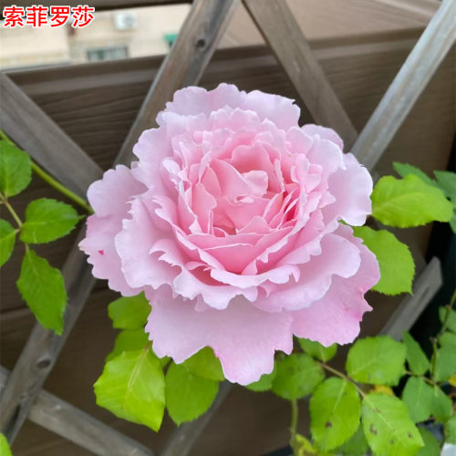 戴尔巴德系列索菲罗莎月季灌木大花浓香庭院阳台盆栽多季开花