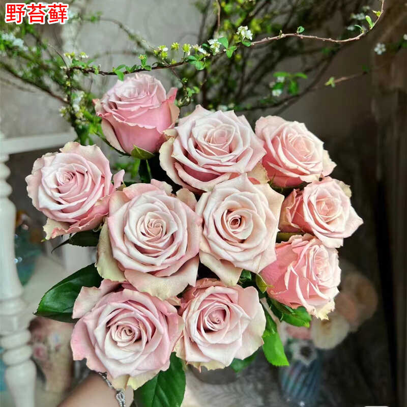 野苔藓月季切花多季开花玫瑰花苗