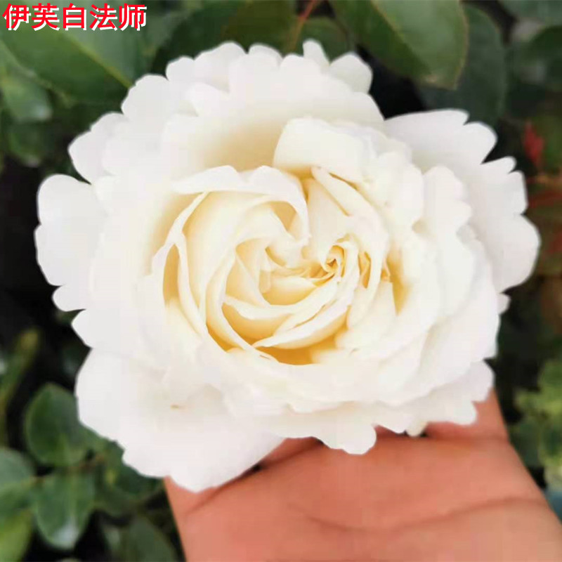 新品伊芙白法师月季苗大花浓香多季开花扦插苗