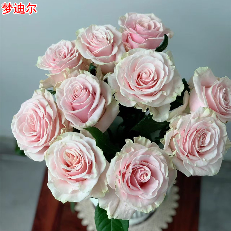 新品粉色梦迪尔月季灌木大花直立庭院阳台盆栽多季开花切花玫瑰,鲜花速递/花卉仿真/绿植园艺,月季/蔷薇/玫瑰,淘宝优惠券,粉丝福利购,淘宝优惠卷