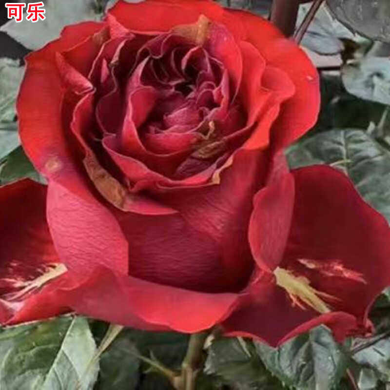 可乐月季灌木大花多季开花玫瑰花