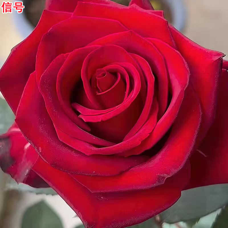 超新品庭院玫瑰阳台盆栽灌木大花