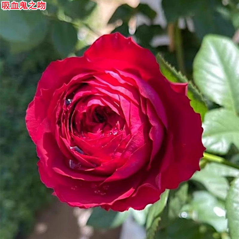 新品吸血鬼之吻月季灌木大花红色波浪边庭院阳台盆栽多季开花