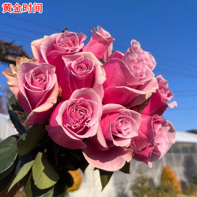 超新品厄瓜多尔黄金时间月季直立庭院阳台盆栽多季开花切花玫瑰