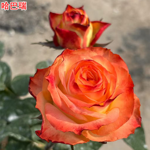 新品肯尼亚哈巴瑞月季灌木大花直立庭院阳台盆栽多季开花切花玫瑰