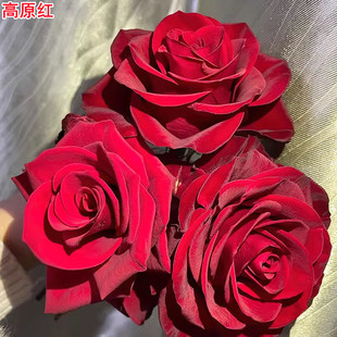 高原红月季切花灌木红色高杯状庭院阳台盆栽多季开花玫瑰花苗