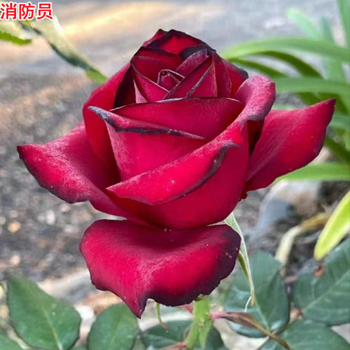 消防员月季灌木大花浓香多季开花