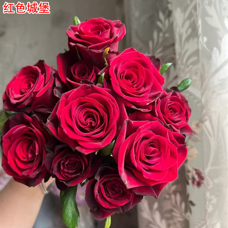 新品红色城堡月季灌木大花庭院阳台盆栽多季开花玫瑰花苗