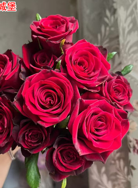 新品红色城堡月季灌木大花庭院阳台盆栽多季开花玫瑰花苗