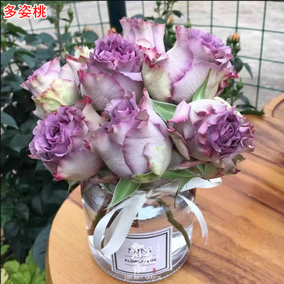 多姿桃/多洛塔月季紫色灌木大花庭院阳台盆栽多季开花玫瑰花苗