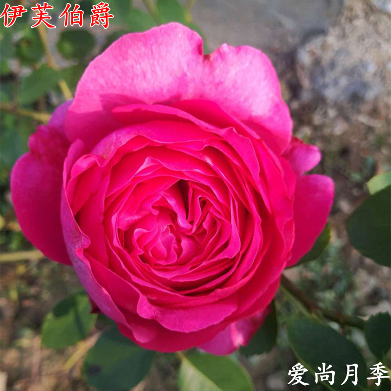 新品伊芙伯爵月季苗灌木大花浓香庭院阳台盆栽多季开花玫瑰花苗