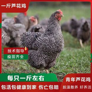 一斤半青年芦花鸡活鸡包活到家半大活物活体正宗汶上散养小鸡幼鸡