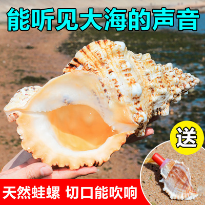 金口超大贝壳石蟾蜍家居摆件海螺