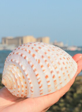 天然鱼缸造景寄居蟹贝壳