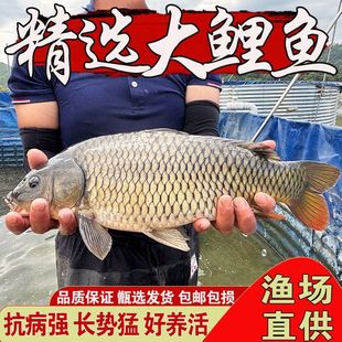 鲤鱼苗淡水养殖食用特大稻花鲤鱼四大家鱼红尾花背稻田鲤杂交建鲤