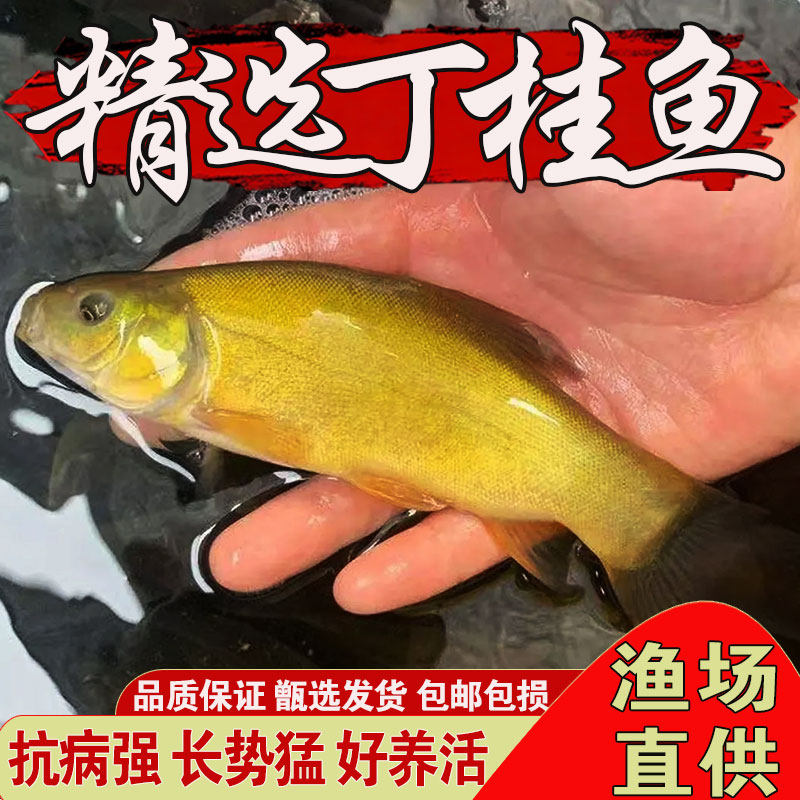 丁桂鱼苗淡水养殖观赏耐活冷水黄金丁桂鱼欧洲丁穗鱼须鱼岁小鱼苗