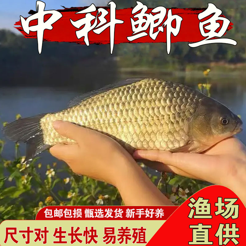悦芝蓝中科五号鲫鱼苗特大工程鲫