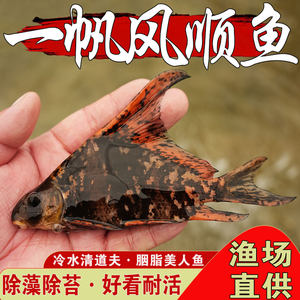 胭脂美人鱼苗淡水养殖食用鱼缸清道夫观赏胭脂鱼清洁一帆风顺鱼苗