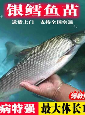悦芝蓝银鳕鱼苗团头大鳞鲃亮鲃鱼