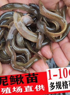 台湾大泥鳅苗鲜活体批发本地养殖小泥鳅鱼苗宠物乌龟龙鱼活饵饲料